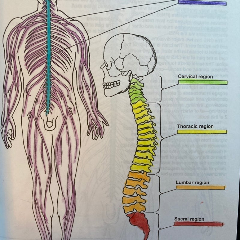 A Colorful Introduction to the Anatomy of the Human Brain