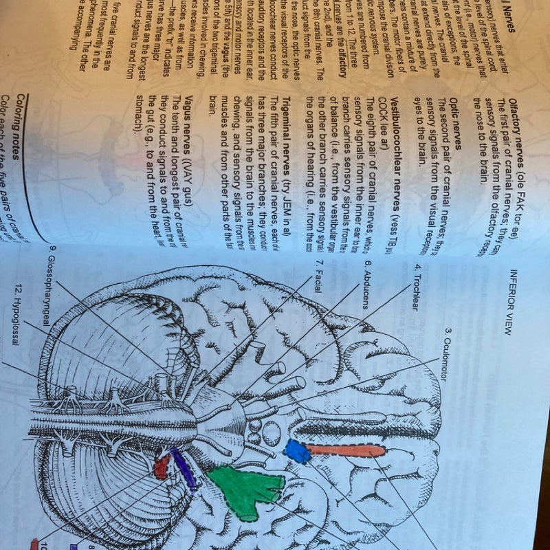 A Colorful Introduction to the Anatomy of the Human Brain