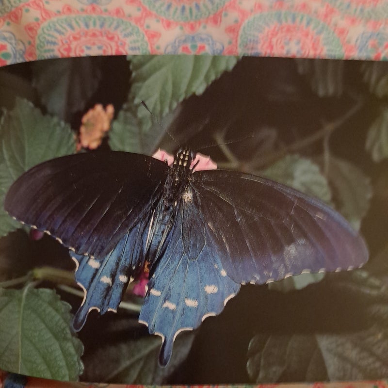 Familiar Butterflies 