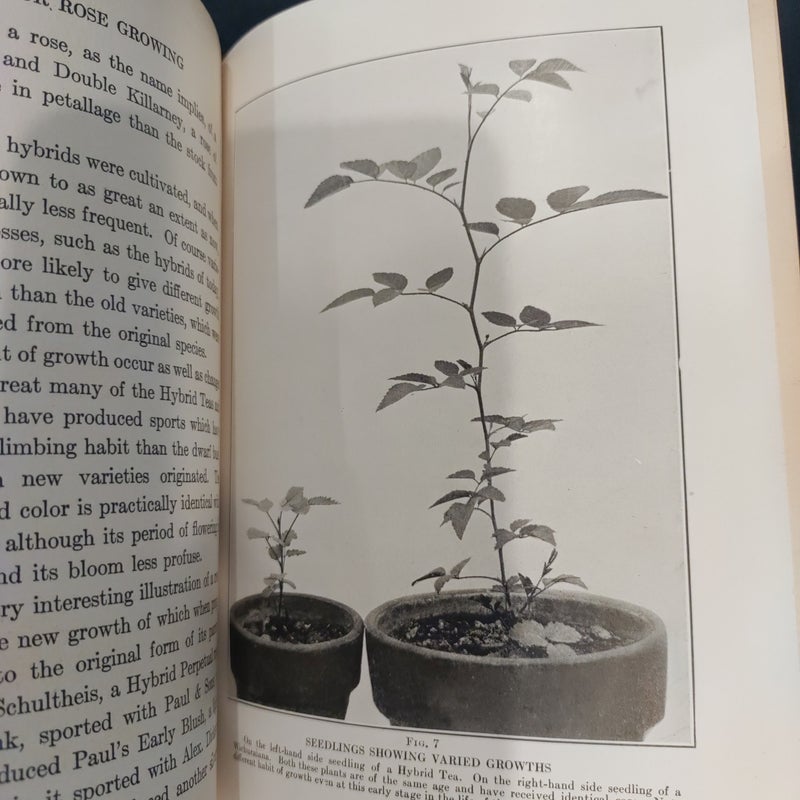 The Practical Book Of Outdoor Rose Growing