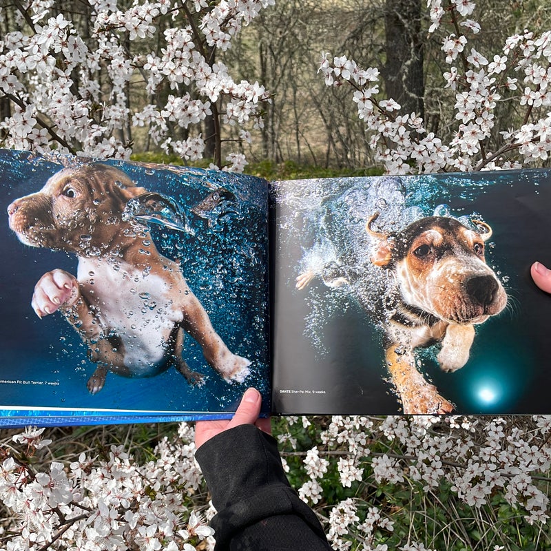 Underwater Puppies