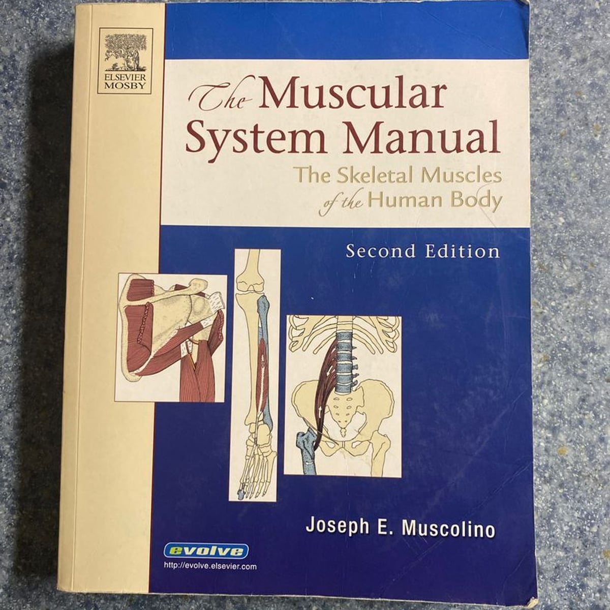 The Muscular System Manual by Joseph E. Muscolino