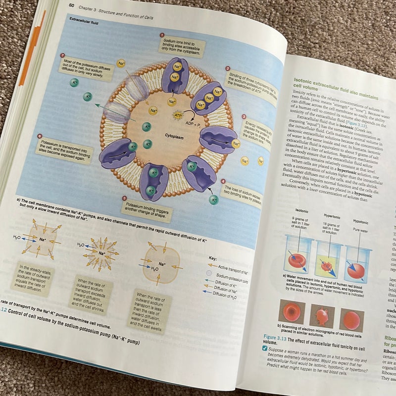 Human Biology: Concepts and Current Issues