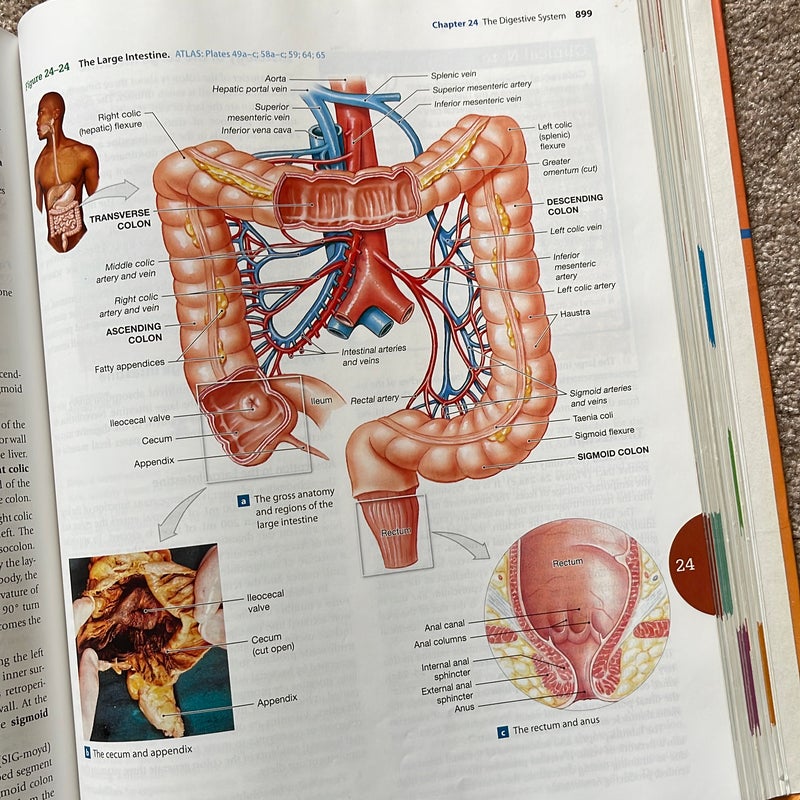 Fundamentals of Anatomy and Physiology