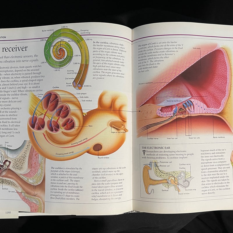 The Human Body Explained