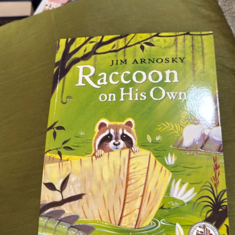 Raccoon on his own