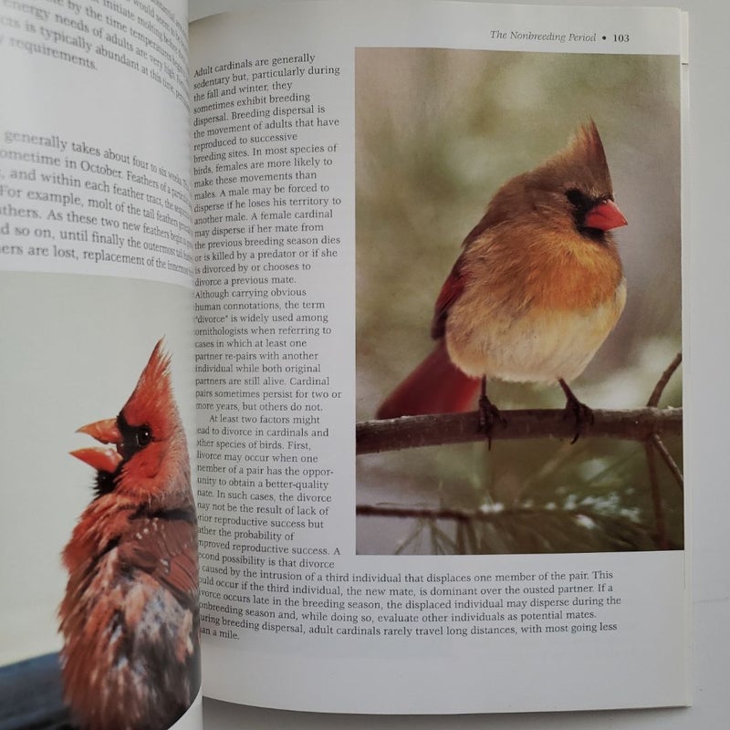 Northern Cardinal