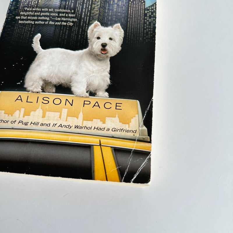 City Dog