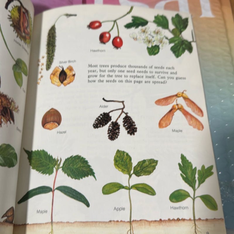 Trees and Leaves