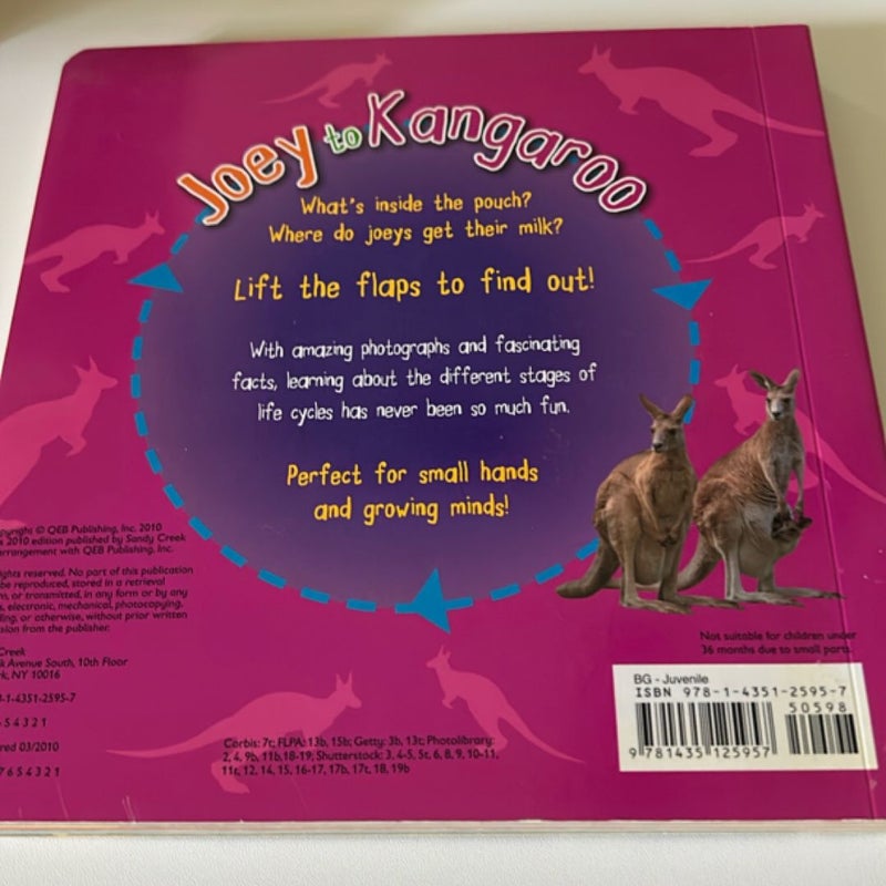 Joey to kangaroo