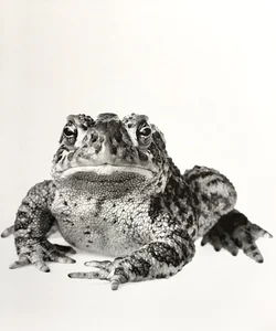 The Wyoming Toad Endangered Book Art by Wildlife Photographers & Conservationists Susan Middleton & David Liittcchwager