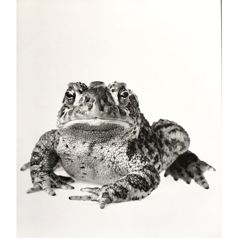 The Wyoming Toad Endangered Book Art by Wildlife Photographers & Conservationists Susan Middleton & David Liittcchwager
