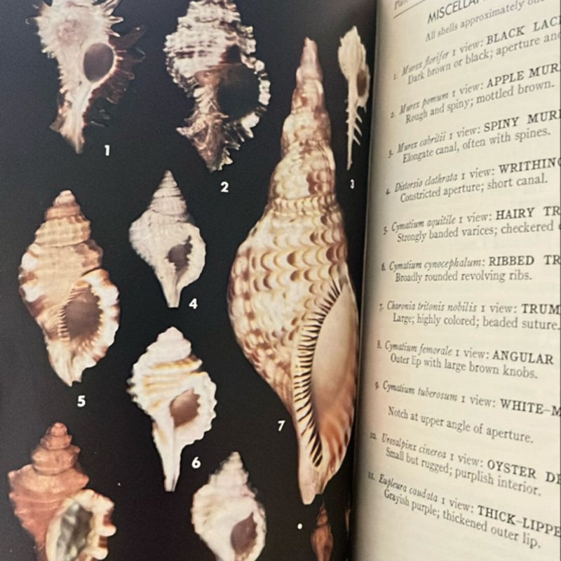 Field Guide to the Shells