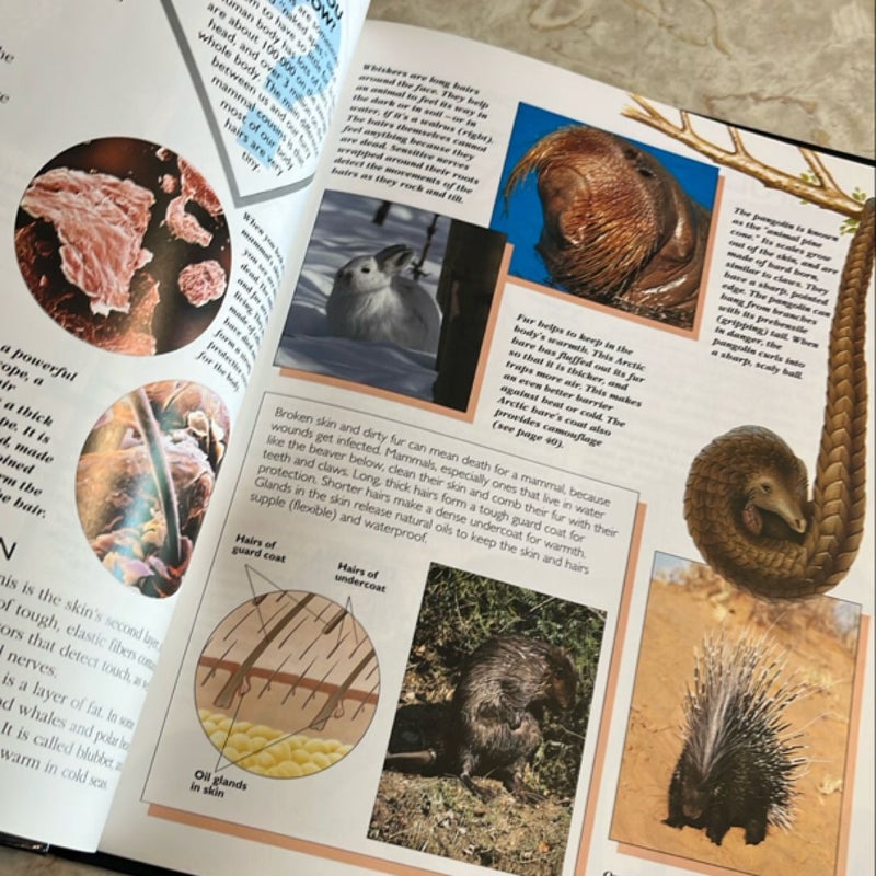 Mammals