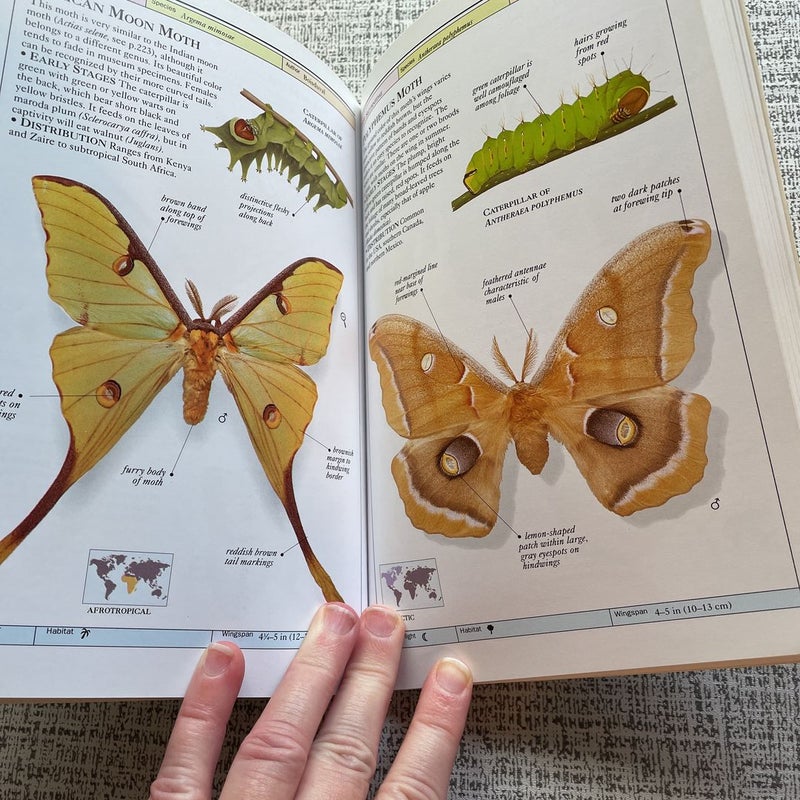 Butterflies and Moths Smithsonian Handbooks 