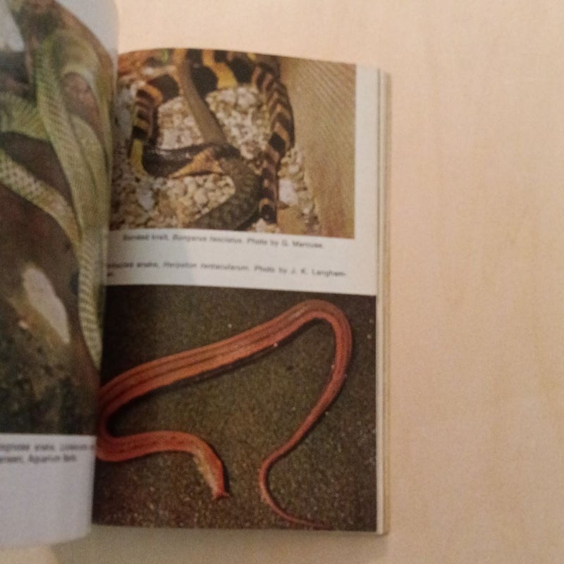 All about Boas and Other Snakes