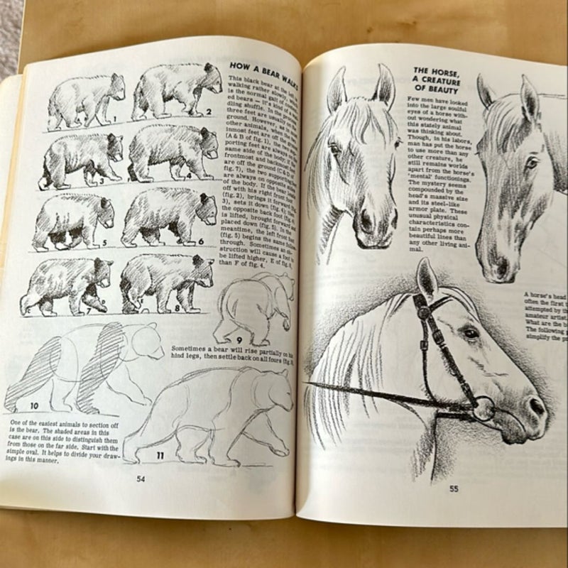 How to Draw Animals