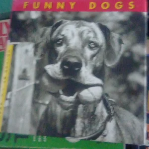 Funny Dogs