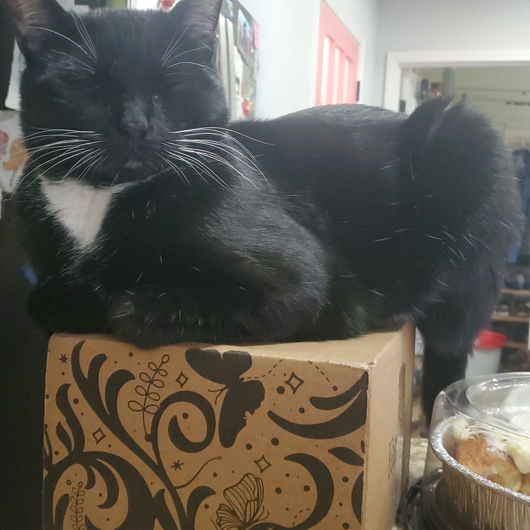 Black Cat Books