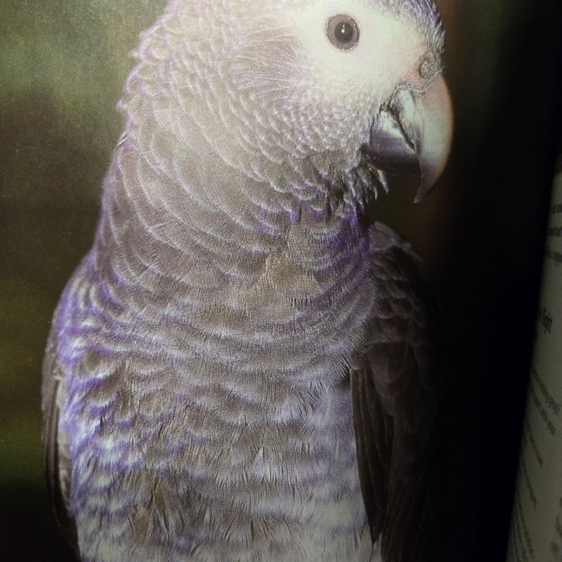 African Gray Parrots