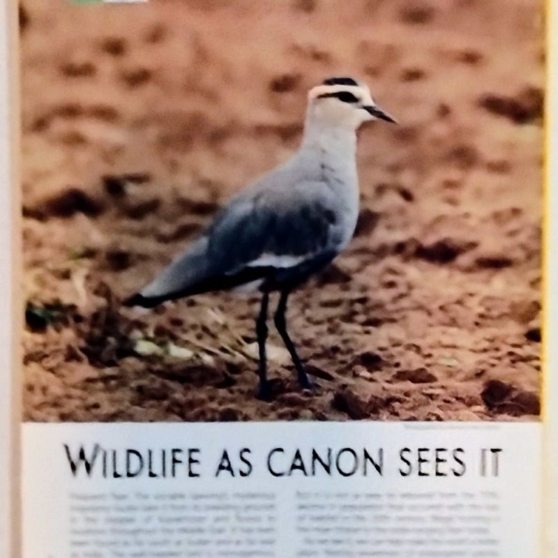 National Geographic Magazine, Vol. 225 No. 5 (November 2013)