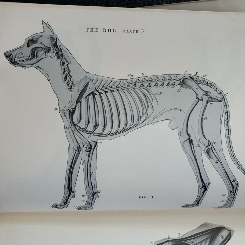 An Atlas of Animal Anatomy for Artists