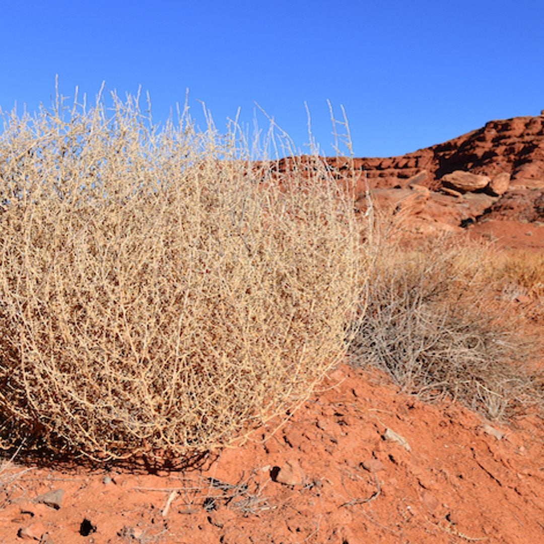 Tumbleweed Books