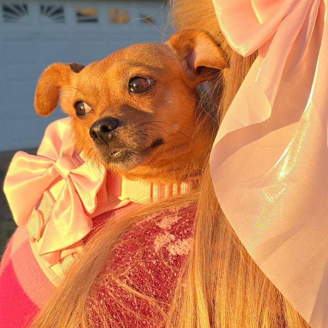 shinypeanut's shelves 📚👻🎀