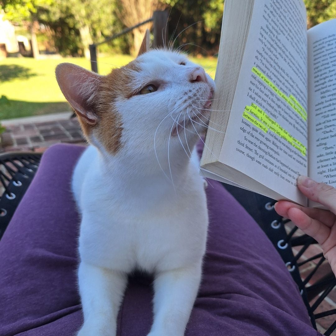 The Book Wench