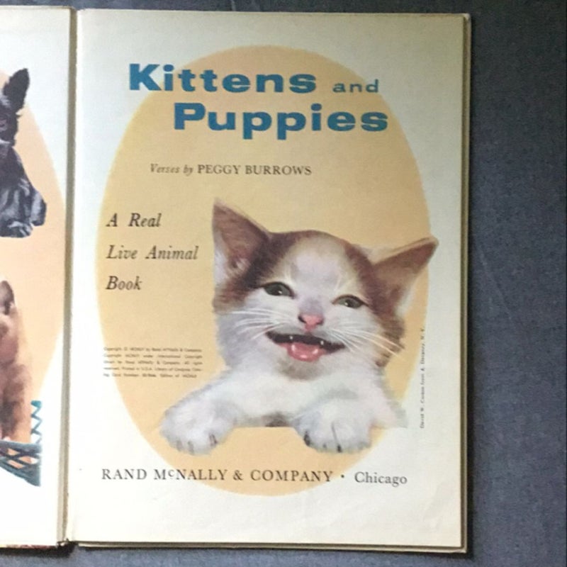 Kittens and Puppies 