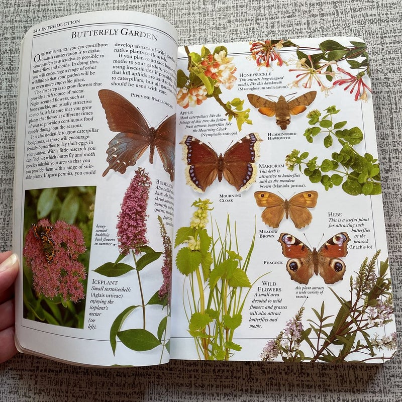 Butterflies and Moths Smithsonian Handbooks 
