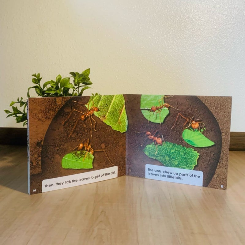 Ant Farmers (FSTK ONLY)