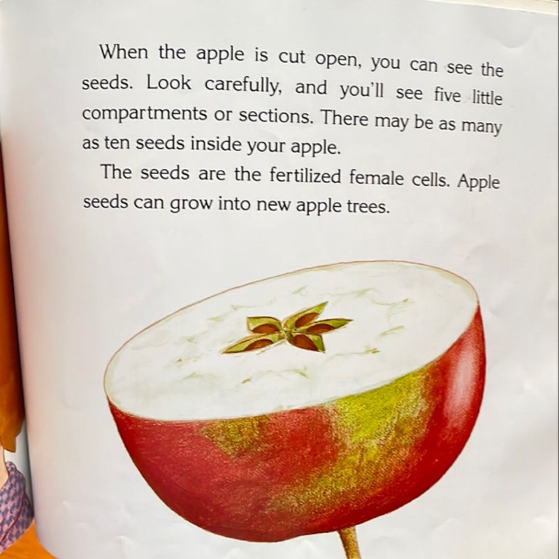 How Do Apples Grow?