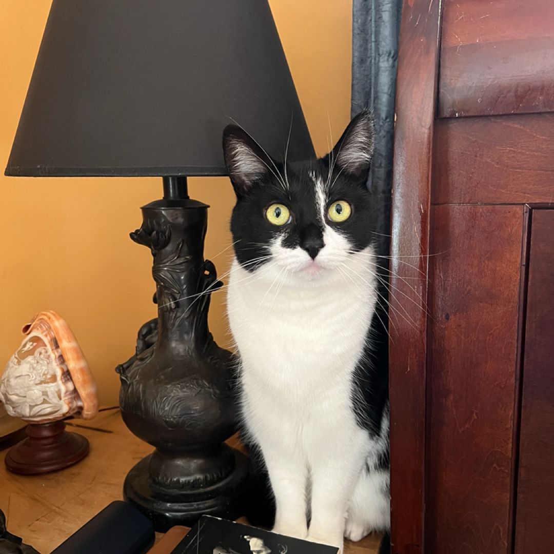 The Alexandria Quartet