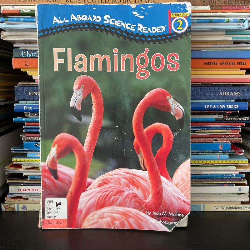 Flamingos