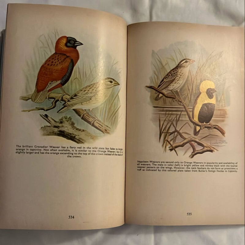 Finches and Soft-Billed Birds