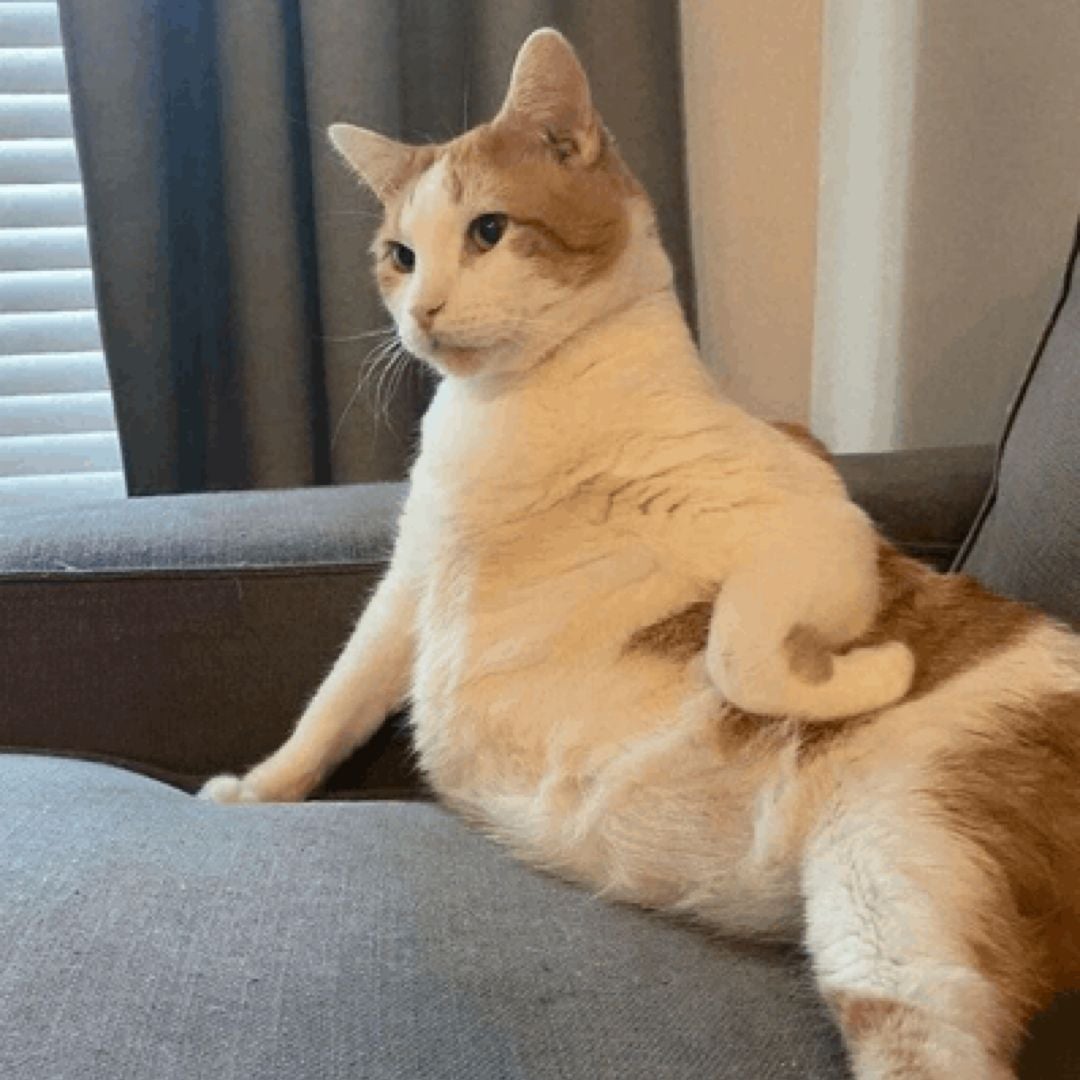 Cats Eating Soup
