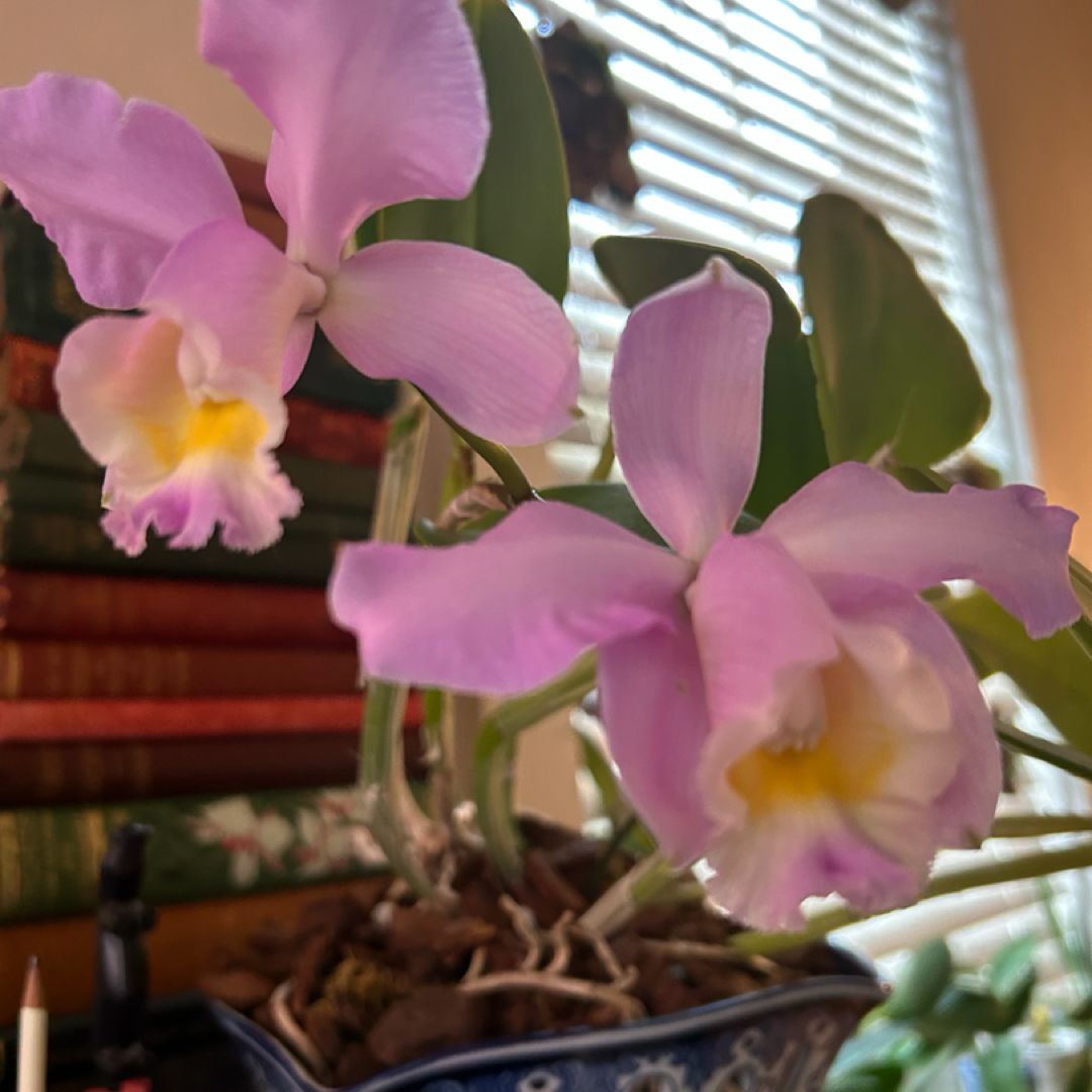 The Orchid Closet Library