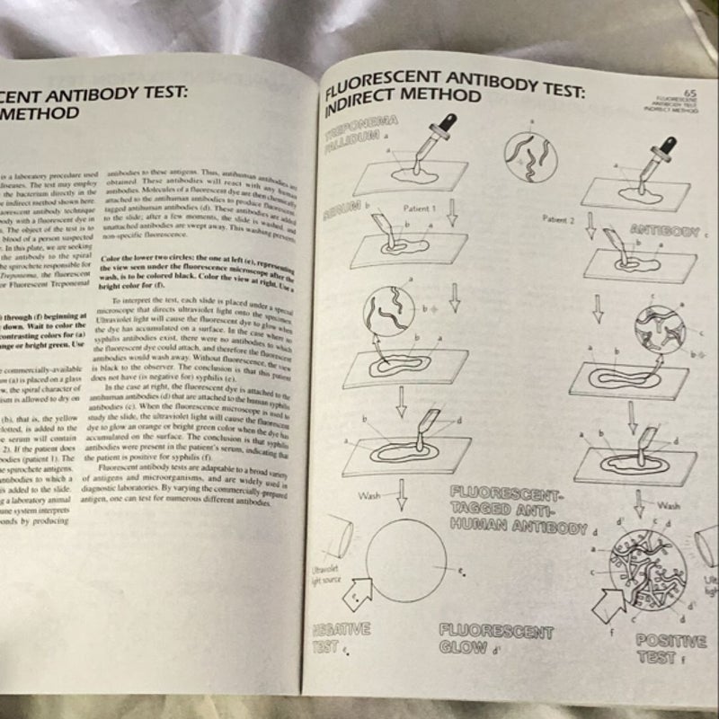 Basic Microbiology