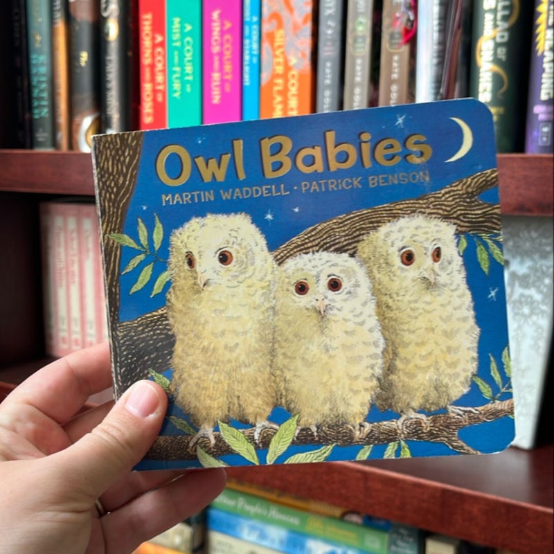 Owl Babies