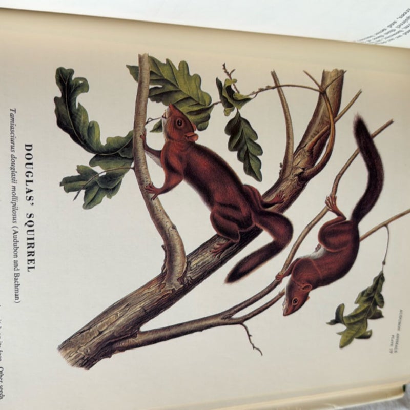 The Imperial Collection of Audubon Animals