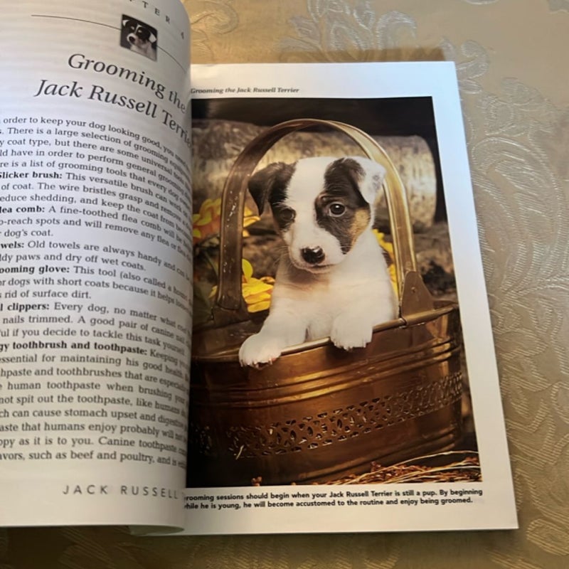 Jack Russell Terriers