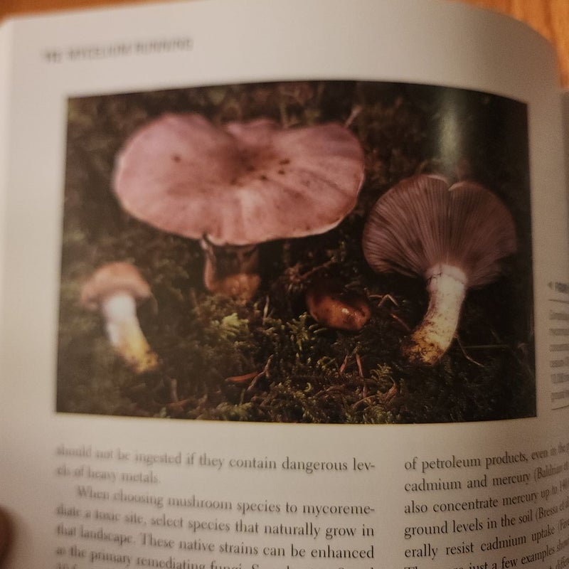 Mycelium Running