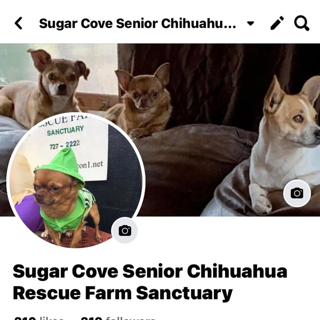 Sugar Cove senior Chihuahua  Rescue Farm Sanctuary