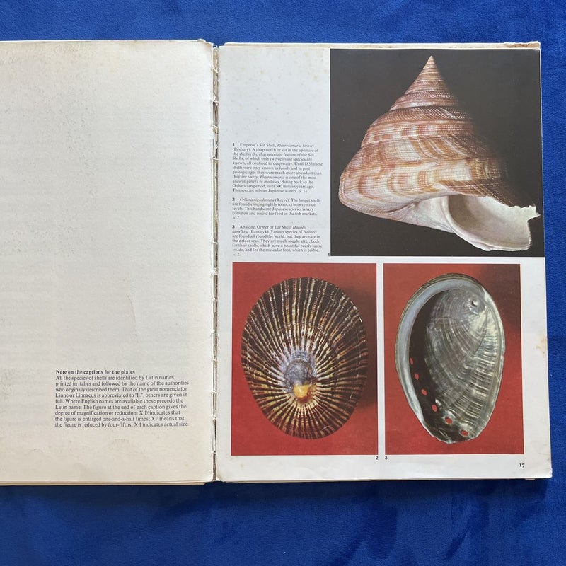 Color Treasury of Sea Shells