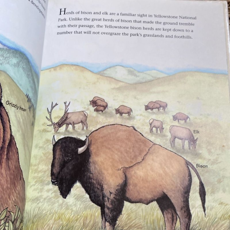 Mountains by Sheri Amsel, Hardcover | Pangobooks