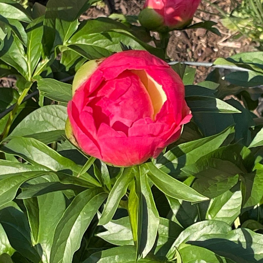 KPBloom