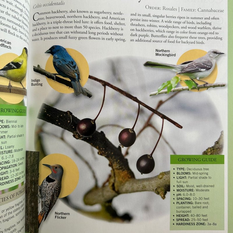 Garden Secrets for Attracting Birds