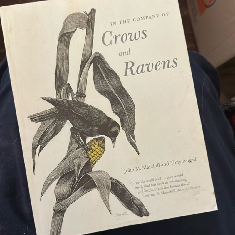 In the Company of Crows and Ravens