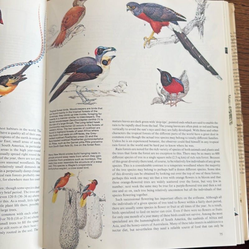 Birds